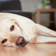 Illustration for article titled Dog Can’t Believe Owner Left On Fucking MSNBC To Keep It Company While She At Workem/em